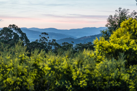 View of mountains and wattle trees