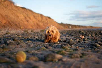 Cockapoo on the beach looking at his ball