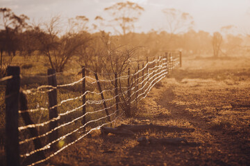 Farm fence in golden light