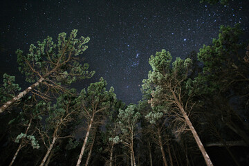 Looking up at starry night sky with trees in foreground