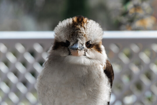 Kookaburra front view