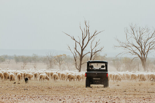 All terrain vehicle in paddock with merino sheep