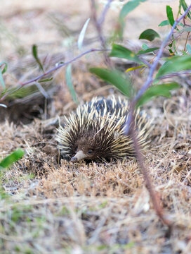 Echidna on dry grass in bushland