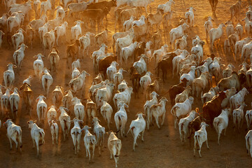 High angle view of herd of cattle walking during sunrise