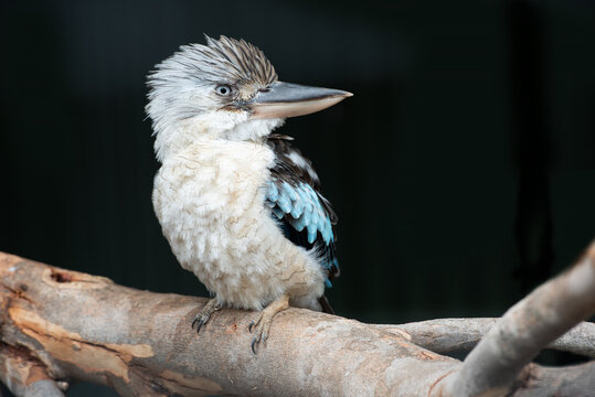 wild kookaburra sitting on gum tree branch