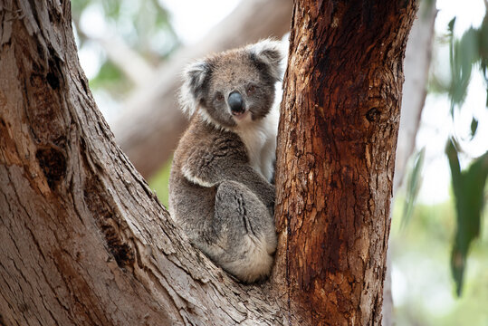 Adult curious koala in gum tree fork