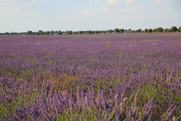 Fototapeta na wymiar field of lavender brihuega spain