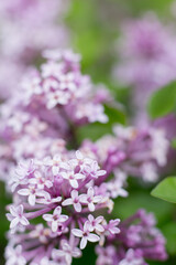 Lilac of Meyer flowers macro photo close up in sunny day, blurred bokeh background