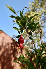 Fruto rojo de granado en el árbol