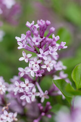 Lilac of Meyer flowers macro photo close up in sunny day, blurred bokeh background