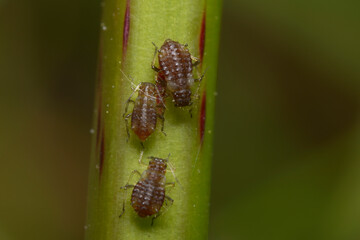 Aphids, Aphididae, sitting on plant stem