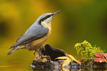 Little eurasian nuthatch, sitta europaea, sitting on wood in pond in autumn. Colorful songbird with black stripe on head looking above on stump. Small animal with feather watching from side.