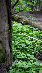 Bushes Around a Tree