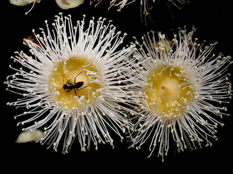 Ants feeding in Angophora hispida flowers