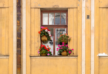 Fototapeta na wymiar The window of an old apartment building, decorated with flower pots with flowering house plants. Home flowering, houseplants. Horizontal orientation, selective focus.
