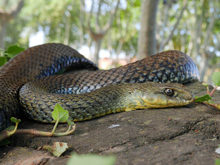 closeup of a snake Malpolon monspessulanus, Montpellier snake. 

