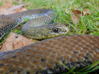 closeup of a snake Malpolon monspessulanus, Montpellier snake. 

