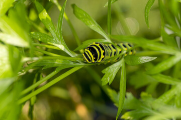 Black Swallowtail caterpillars. In North America they are more common species. It is the state...