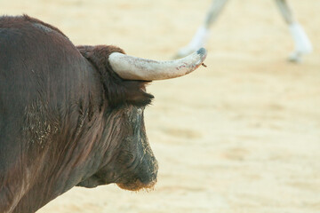Spanish bull in the bullfighting. Power and danger concept