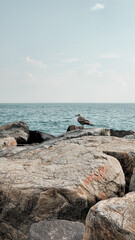 Fototapeta na wymiar Seagull On The Rock. Ocean Waves Artwork, Coastal, Beach Photography. Quiet and peaceful place. Rockaway Beach, New York. 