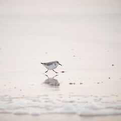 The beach Sandpiper one of the most common coastal birds.