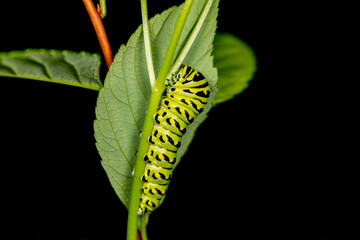 Black Swallowtail caterpillars. In North America they are more common species. It is the state butterfly of Oklahoma and New Jersey.