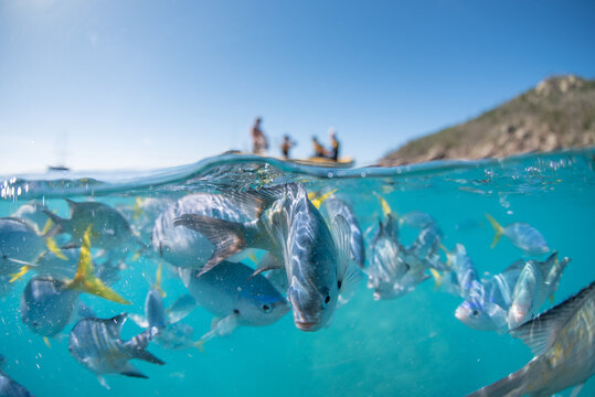 A split shot of a school of fish looking at the camera