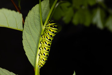 Black Swallowtail caterpillars. In North America they are more common species. It is the state butterfly of Oklahoma and New Jersey.