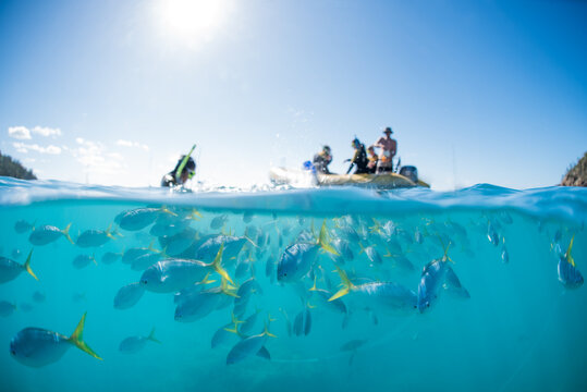 A split shot of snorkelers swimming with a school of tropical fish