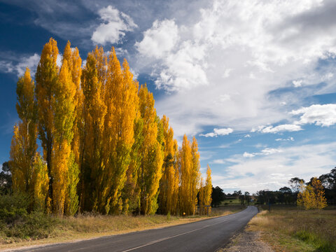 Line of golden poplar trees beside bitumen road