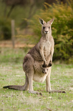 Mother And Baby Kangaroo In The Wild