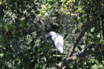 Aigrette garzette