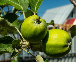 green apples in the garden macro