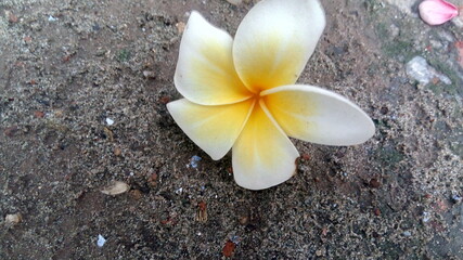 plumeria flower on the tree