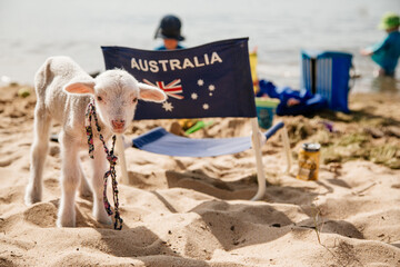 Pet lamb on a beach on australia day