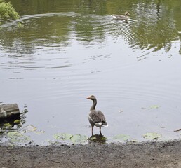 GANSO DESCONFIADO NO LAGO DO PARQUE
