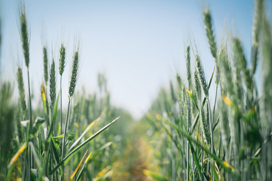 A wheat crop in head in Spring in the Wheatbelt of Western Australia