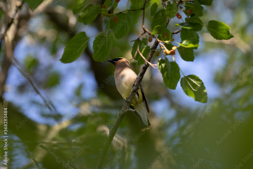 Sticker The cedar waxwing sitting on a mulberry tree