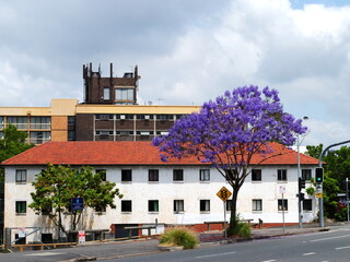 Blooming jacaranda tree in Spring Hill, Brisbane
