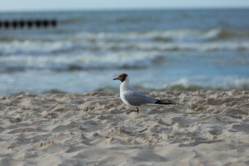 Fototapeta na wymiar Mewa chodzi po piaszczystej plaży nad brzegiem morza