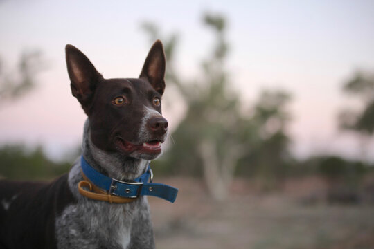Cattledog staring into distance, watching and waiting, early morning light
