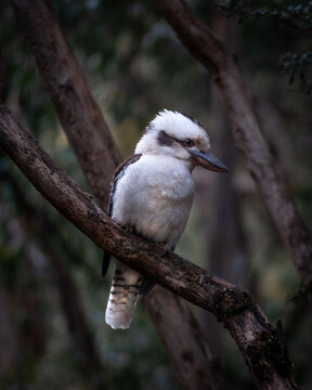 Australian Kookaburra Perched in a Dark, Moody Native Forest