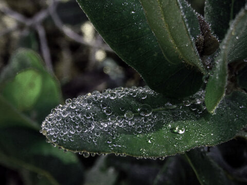 Raindrops beading on native tree leaves, green and silver