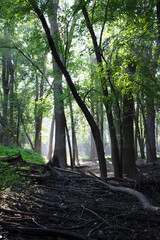 morning in the forest