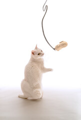 お気に入りのオモチャに後ろ飛びで飛びかかろうとしている白猫、白背景	