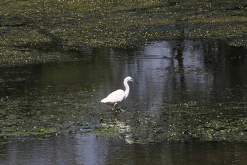 Aigrette garzette