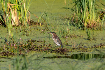 The green heron on the marsh.