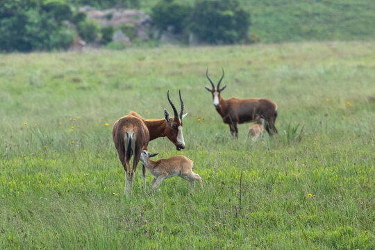 Adult Blesbok (Damaliscus pygargus phillipsi) lactacing her calf  in Malolotja Nature Reserve, Hhohho Province, northern Swasiland, Southern Africa