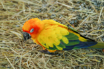 Sun Conure parrot bird on grass field