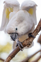 portrait of a beautiful white yellow cockatoo  © kgo3121